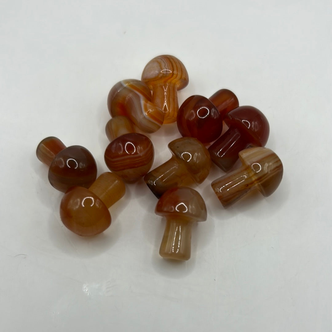 Mini hongos