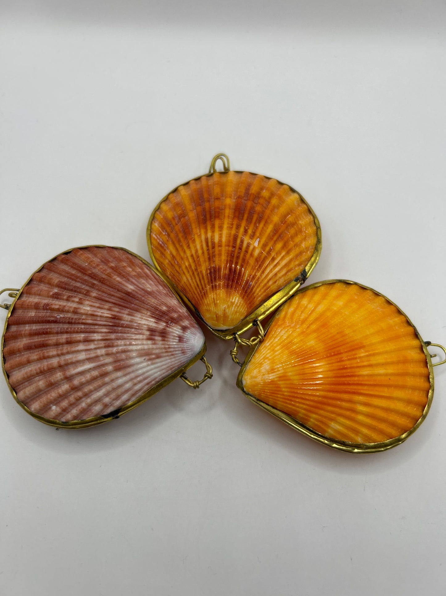 Compactos de conchas marinas