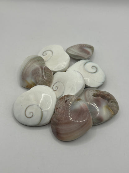 Conchas de corazón de Shiva
