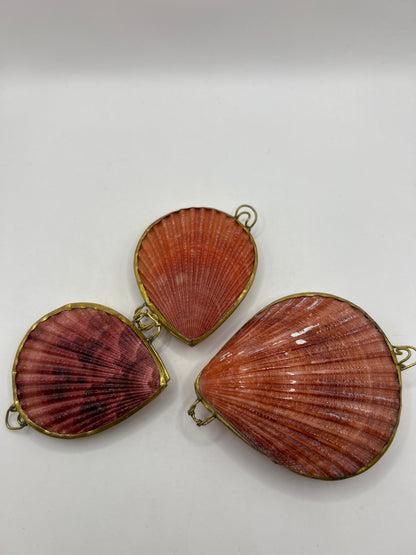 Compactos de conchas marinas