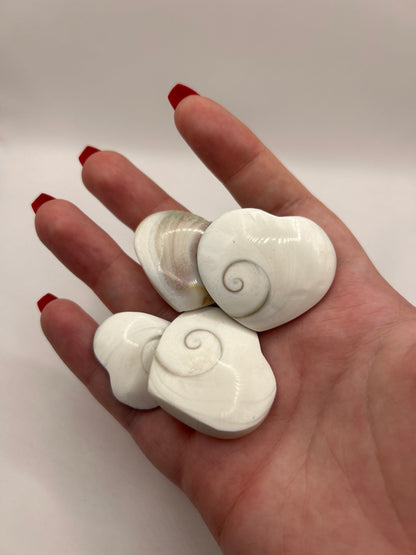 Conchas de corazón de Shiva